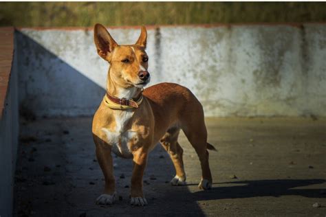 podenco portugues venta|podenco siciliano.